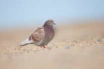 Feral pigeon / Rock dove (Columba livia) on beach, Norfolk UK January