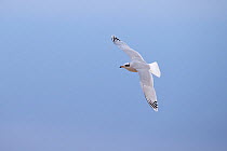 Mediterranean gull (Larus melanocephalus) in flight, Norfolk UK January