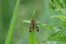 Scorpion fly (Panorpa communis) Norfolk UK July