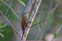 Straight-billed woodcreeper (Dendroplex picus) Trinidad and Tobago April