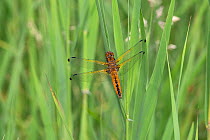 Scarce chaser dragonfly (Libellula fulva) Norfolk UK June