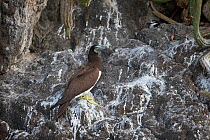 Brown booby (Sula leucogaster) sitting on rocks at coast, Trinidad and Tobago, April
