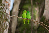 Green-rumped parrotlet (Forpus passerinus) two sitting together, Trinidad and Tobago, April