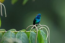 Blue-chinned sapphire hummingbird (Chlorestes notatus) Trinidad and Tobago April