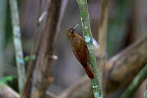 Plain-brown woodcreeper (Dendrocincla fuliginosa) Trinidad and Tobago April
