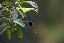 Blue-chinned sapphire hummingbird (Chlorestes notatus) Trinidad and Tobago April