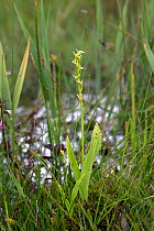 Fen orchid (Liparis loeselii) Norfolk, UK June