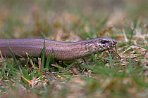 Slow worm (Anguis fragilis) head profile, Norfolk UK April