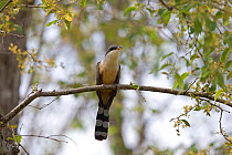 Mangrove cuckoo (Coccyzus minor) Trinidad and Tobago, April