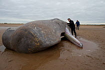 Dead Sperm whale (Physeter macrocephalus)  on beach,  Norfolk UK  February