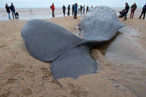 Sperm whale (Physeter macrocephalus) dead carcass washed up on beach, people looking on, Norfolk UK February 2016