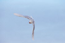 Mediterranean gull (Larus melanocephalus) in flight, Norfolk UK January