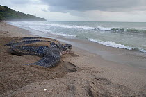 Leatherback turtle (Dermochelys coriacea) female returning to sea after laying eggs, Trinidad and Tobago, April