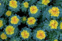 Roseroot (Rhodiola rosea) viewed from directly above, Iceland June