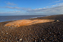 Northern Minke whale (Balaenoptera acutorostrata) dead individual on beach, Norfolk UK January