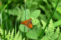 Large Skipper butterfly (Ochlodes venatus) Norfolk, UK, July