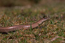 Slow worm (Anguis fragilis) crawling along grass, Norfolk UK April