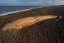 Northern Minke whale (Balaenoptera acutorostrata) dead individual on beach, Norfolk UK January