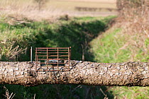 Fenn trap, probably set for species such as rat, stoats and mink, Norfolk UK February
