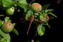 Brown hawker dragonfly (Aeshna grandis) on apple tree (Malus sp) Norfolk UK, July