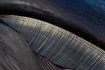 Close up of baleen plates of Fin Whale (Balaenoptera physalus), Norfolk, UK.