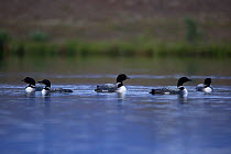 Great Northern Divers (Gavia immer) on water, Iceland, August.
