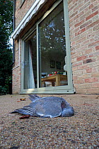 Dead Wood Pigeon (Columba oenas) killed by flying into a large window,  Norfolk, UK, October.