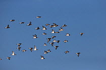 Mixed flock of Oystercatchers (Haematopus ostralegus) and Bar-tailed Godwits (Limosa lapponica) flying, Norfolk, UK, November.