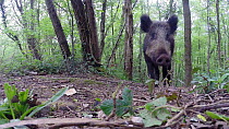 Close-up of a Wild boar (Sus scrofa) approaching a remote camera and knocking it over, Forest of Dean, Gloucestershire, England, UK, May.