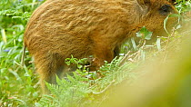 Wild boar (Sus scrofa) piglet foraging in undergrowth, Forest of Dean, Gloucestershire, England, UK, May.