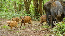 Two Wild boar (Sus scrofa) feeding in woodland with piglets, Forest of Dean, Gloucestershire, England, UK, May.