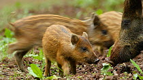 Low angle shot of Wild boar (Sus scrofa) piglets running towards parent, Forest of Dean, Gloucestershire, England, UK, May.