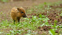 Wild boar (Sus scrofa) piglet feeding, Forest of Dean, Gloucestershire, England, UK, May.