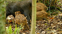 Wild boar (Sus scrofa) piglets suckling from parent, Forest of Dean, Gloucestershire, England, UK, May.