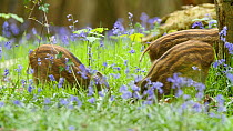 Wild boar (Sus scrofa) piglets feeding amongst Bluebells (Hyacinthoides non-scripta), Forest of Dean, Gloucestershire, England, UK, May.