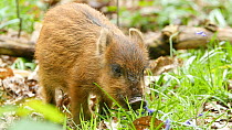 Wild boar (Sus scrofa) piglet feeding on Bluebells (Hyacinthoides non-scripta), Forest of Dean, Gloucestershire, England, UK, May.