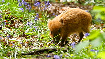 Wild boar (Sus scrofa) piglet eating Bluebells (Hyacinthoides non-scripta), Forest of Dean, Gloucestershire, England, UK, May.