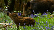 Wild boar (Sus scrofa) piglet feeding and playing amongst Bluebells (Hyacinthoides non-scripta), focus shifts to an adult in the background, Forest of Dean, Gloucestershire, England, UK, May.