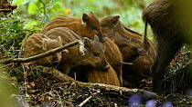 Wild boar (Sus scrofa) piglets resting, with mother nearby, Forest of Dean, Gloucestershire, England, UK, May.