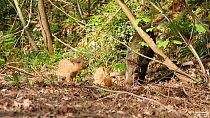Wild boar (Sus scrofa) foraging with two piglets, Forest of Dean, Gloucestershire, England, UK, May.