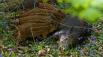 Wild boar (Sus scrofa) piglets suckling from mother, Forest of Dean, Gloucestershire, England, UK, May.