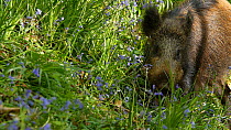 Wild boar (Sus scrofa) feeding on Bluebells (Hyacinthoides non-scripta), Forest of Dean, Gloucestershire, England, UK, May.