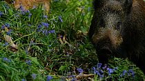 Wild boar (Sus scrofa) feeding on Bluebell (Hyacinthoides non-scripta) bulbs, Forest of Dean, Gloucestershire, England, UK, May.