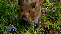 Wild boar (Sus scrofa) piglet looking at camera, Forest of Dean, Gloucestershire, England, UK, May.