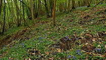 Panning shot showing soil disturbed by Wild boar (Sus scrofa) feeding and digging for bulbs, with flowering Bluebells (Hyacinthoides non-scripta), Forest of Dean, Gloucestershire, England, UK, May.