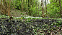 Panning shot showing soil disturbed by Wild boar (Sus scrofa) feeding and digging for bulbs, with flowering Bluebells (Hyacinthoides non-scripta) and Wild garlic (Allium ursinum) in woodland in spring...