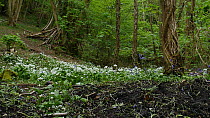 Panning shot showing soil disturbed by Wild boar (Sus scrofa) feeding and digging for bulbs, with flowering Bluebells (Hyacinthoides non-scripta) and Wild garlic (Allium ursinum) in woodland in spring, Forest of Dean, Gloucestershire, England, UK, May.