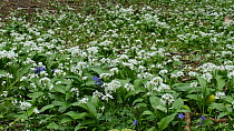 Panning shot of Bluebells (Hyacinthoides non-scripta) and Wild garlic (Allium ursinum) flowering in woodland in spring, Forest of Dean, Gloucestershire, England, UK, May.
