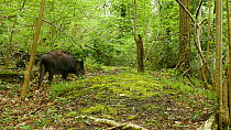 Wild boar (Sus scrofa) feeding in a forest clearing, with a piglet arriving, Forest of Dean, Gloucestershire, England, UK, May.