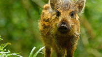 Wild boar (Sus scrofa) piglet looking at camera, turns and walks away, Forest of Dean, Gloucestershire, England, UK, May.